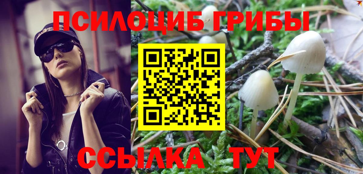 Королёв  Псилоцибиновые грибы Cubensis  Вход с VPN 